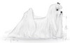 ROYAL CANIN Maltese Maltańczyk Adult 1,5kg