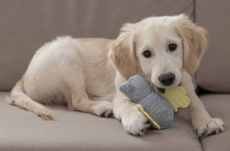 KERBL Słonik Zabawka pluszowa dla szczeniąt