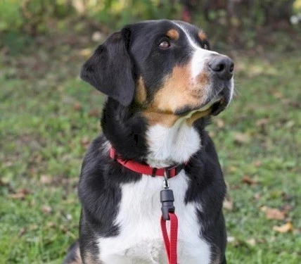 KERBL GoleyGo Zestaw Obroża + Smycz Czarne S