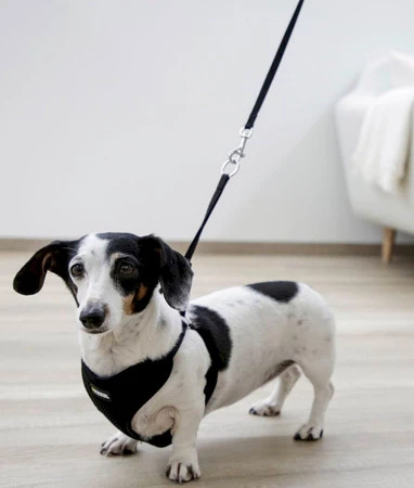 KERBL Uprząż dla szczeniąt ze smyczą Czarna 30-50cm